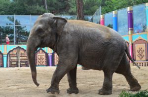 safari-park-v-gorode-gelendzhik